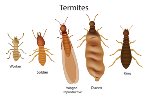 What Do Termites Look Like?